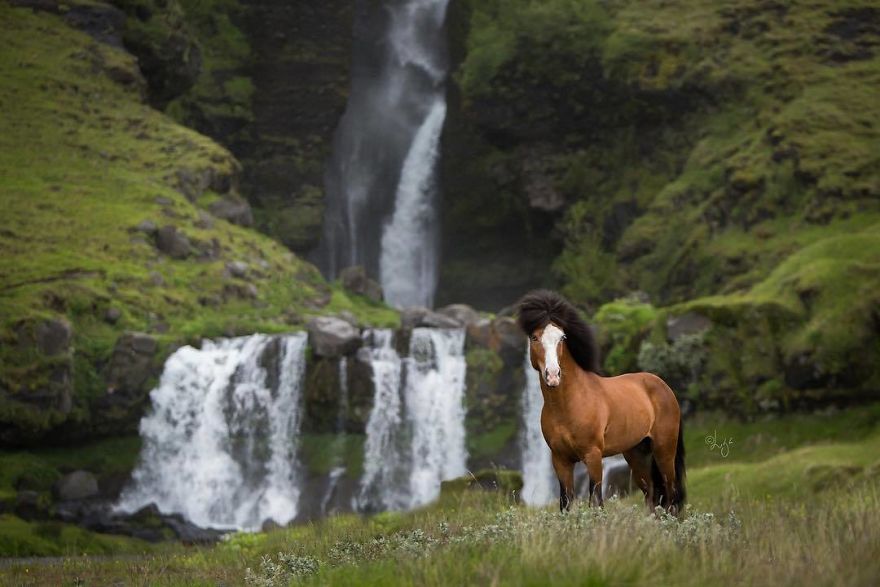I Photograph Horses In The Breathtaking Icelandic Landscape