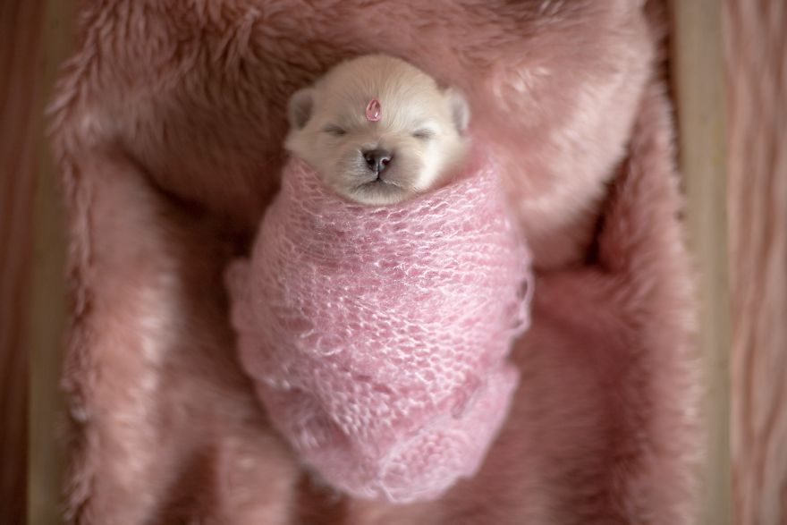 Brazilian Photographer Did The Cutest Photoshoot With Newborn Pups And It Might Melt Your Heart
