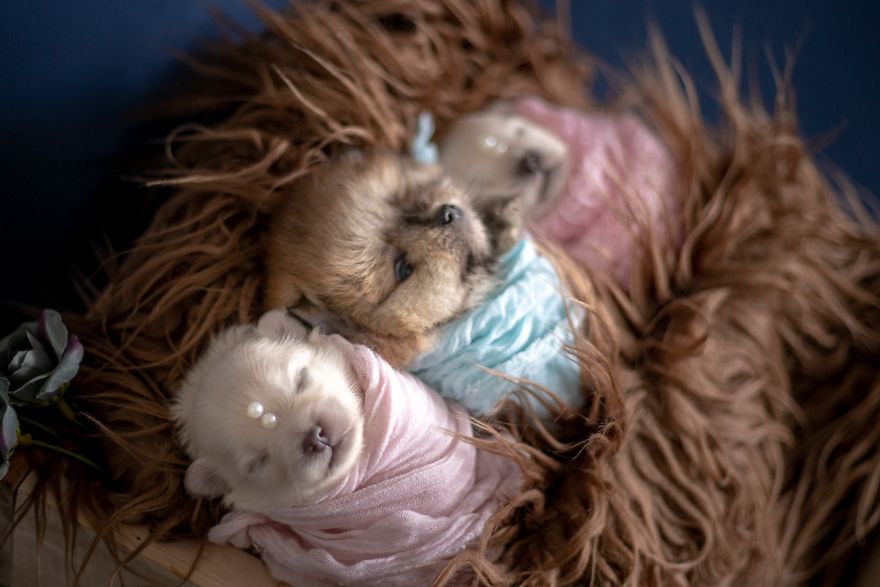 Brazilian Photographer Did The Cutest Photoshoot With Newborn Pups And It Might Melt Your Heart Brazilian Photographer Did The Cutest Photoshoot With Newborn Pups And It Might Melt Your Heart