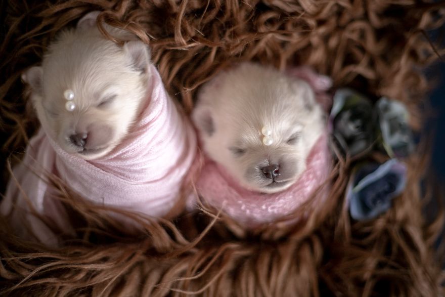 Brazilian Photographer Did The Cutest Photoshoot With Newborn Pups And It Might Melt Your Heart