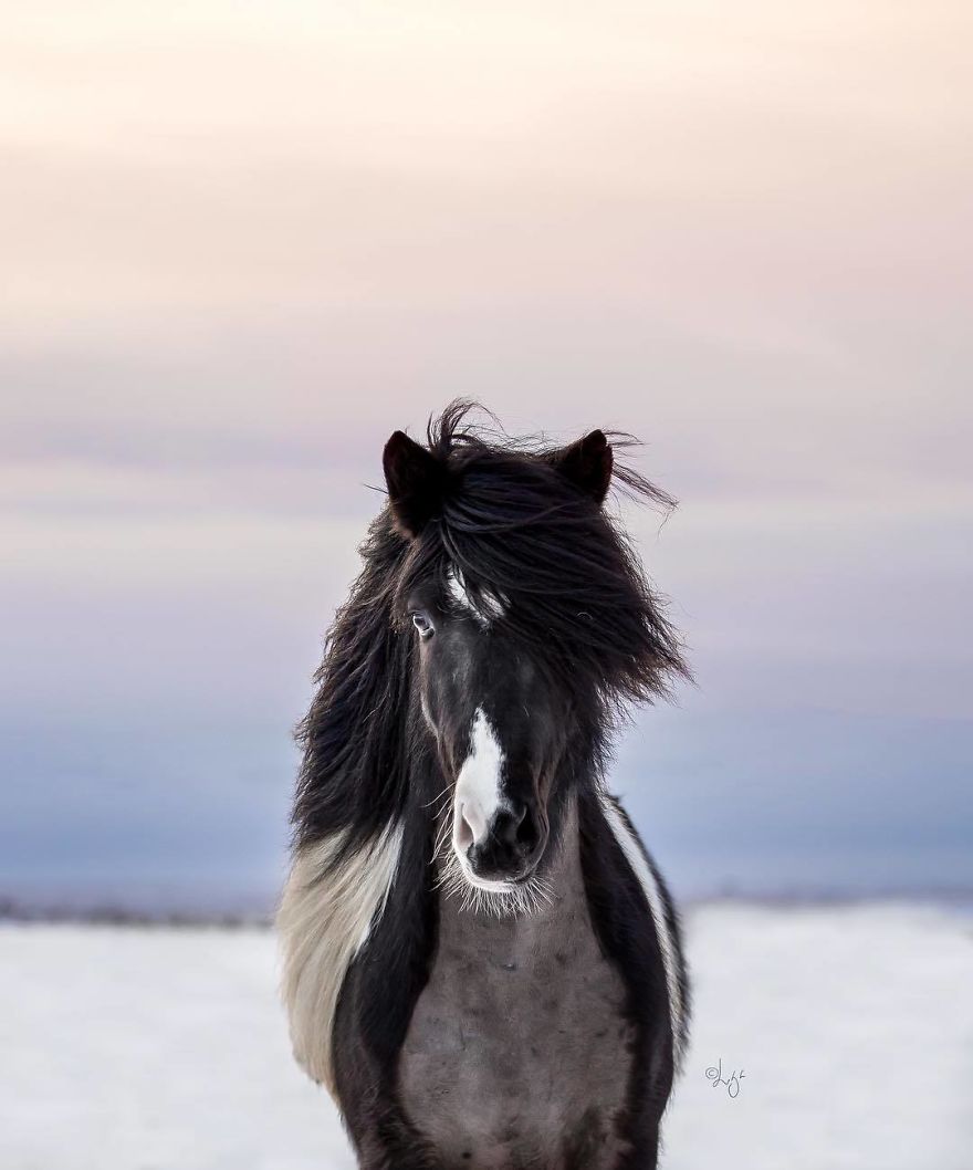 I Photograph Horses In The Breathtaking Icelandic Landscape