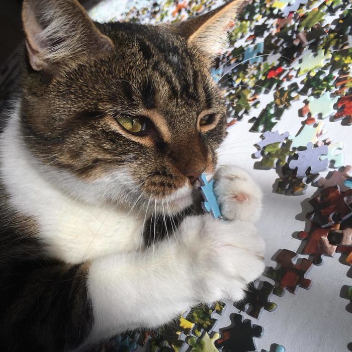 Puzzles Have Gotten Dangerous. Xena Now Attacks Hands Working On Puzzles And The Pieces Themselves, Resulting In Broken Pieces And Several Injuries