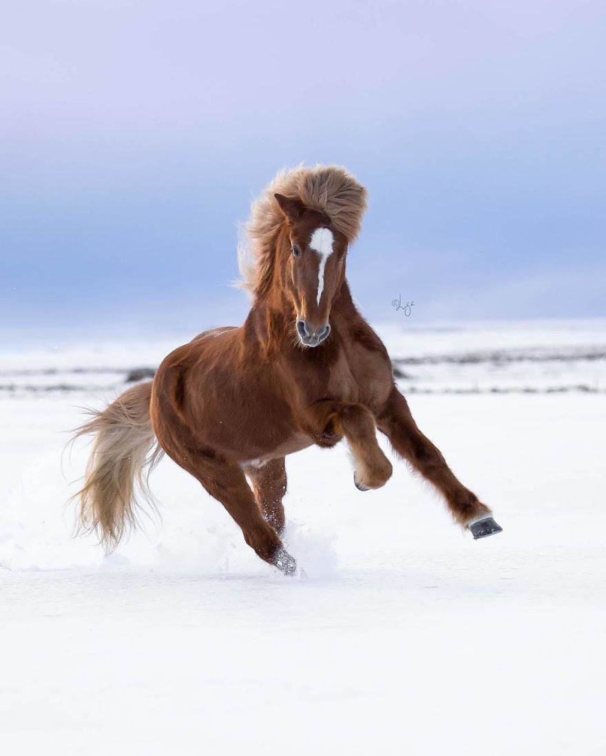 I Photograph Horses In The Breathtaking Icelandic Landscape