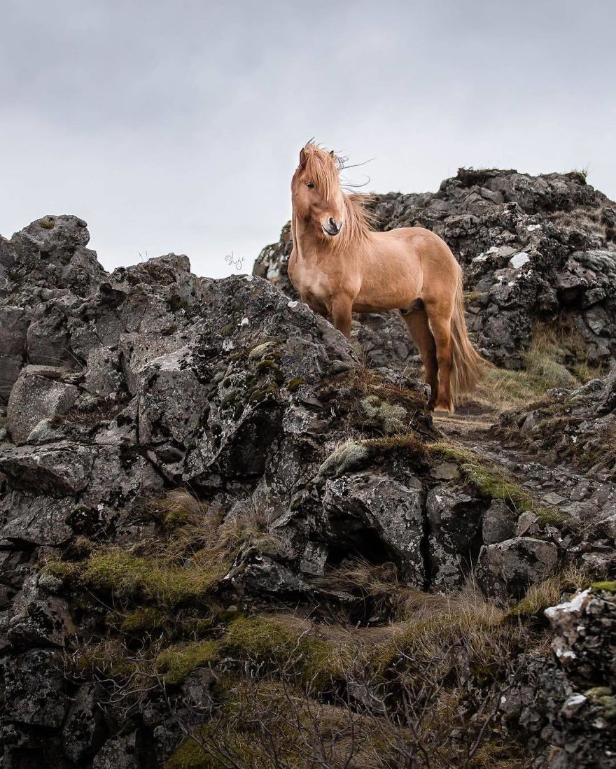 I Photograph Horses In The Breathtaking Icelandic Landscape