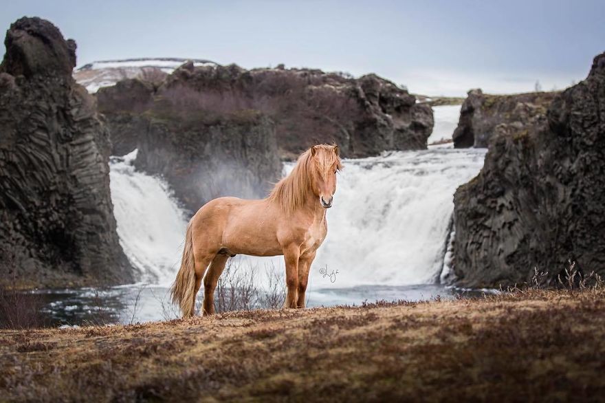 I Photograph Horses In The Breathtaking Icelandic Landscape
