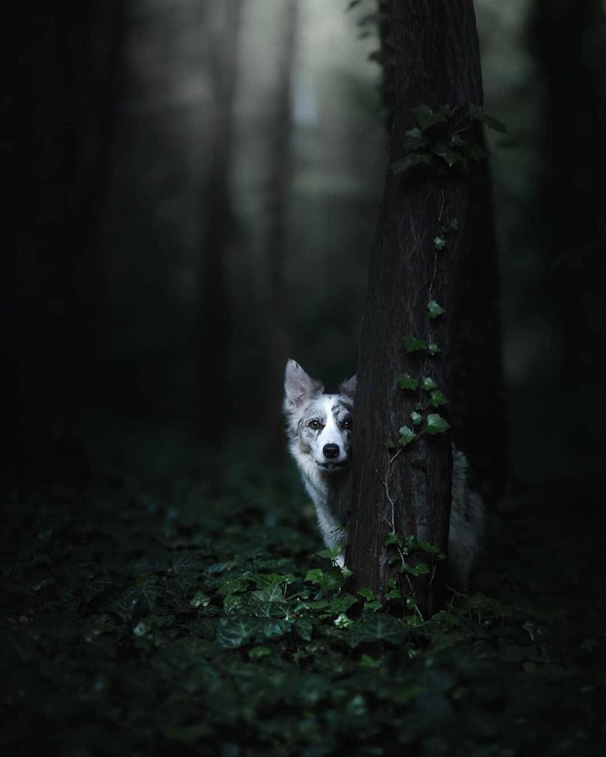 I Came Back With More Heartwarming Dog Portraits That Will Make You Smile