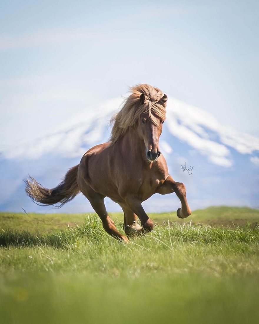 I Photograph Horses In The Breathtaking Icelandic Landscape