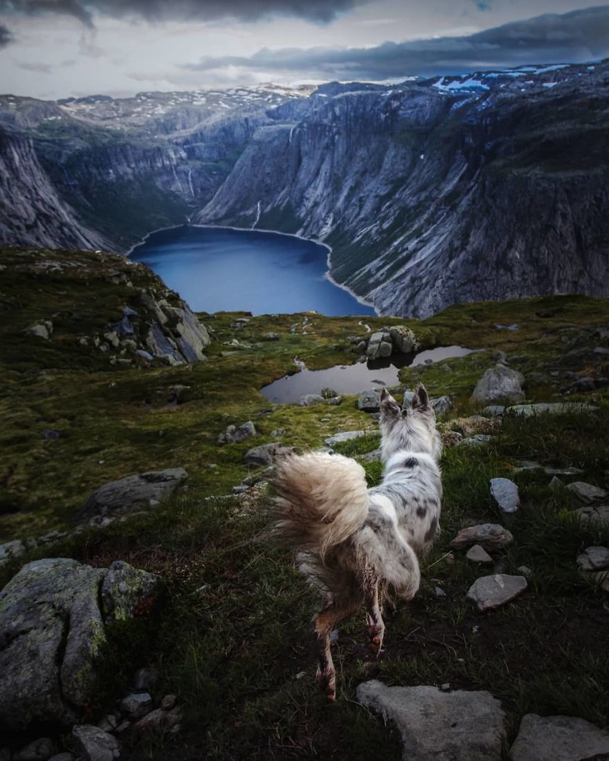 I Came Back With More Heartwarming Dog Portraits That Will Make You Smile