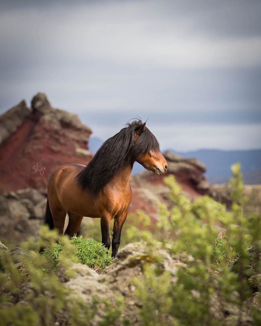 I Photograph Horses In The Breathtaking Icelandic Landscape