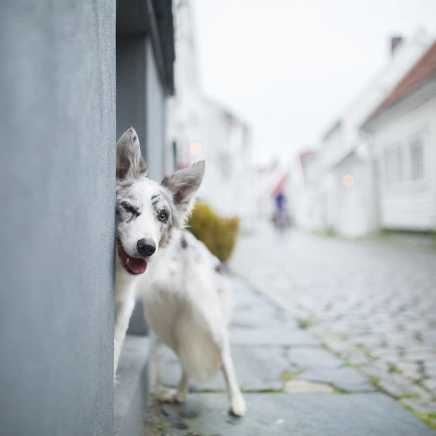 I Came Back With More Heartwarming Dog Portraits That Will Make You Smile