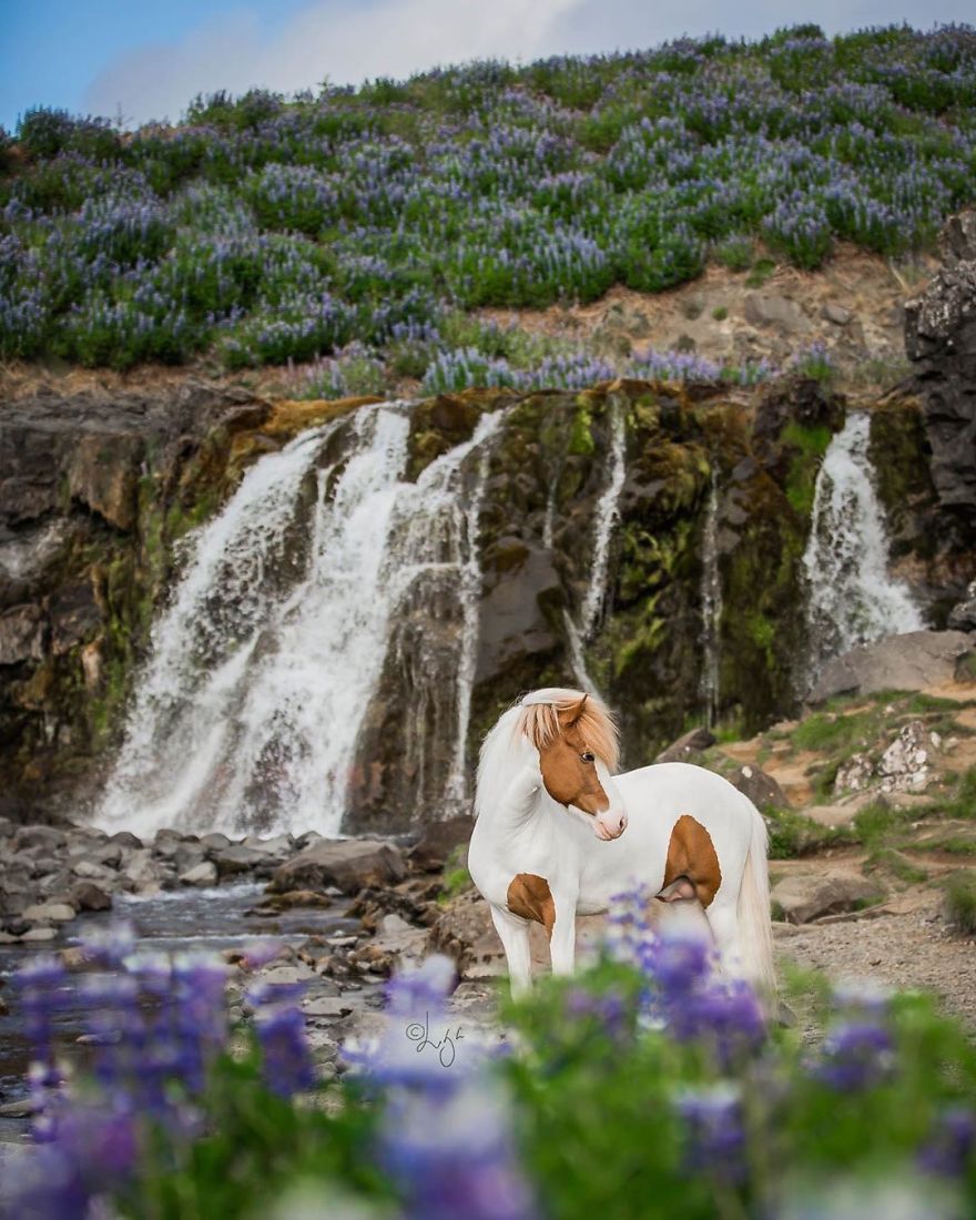 I Photograph Horses In The Breathtaking Icelandic Landscape