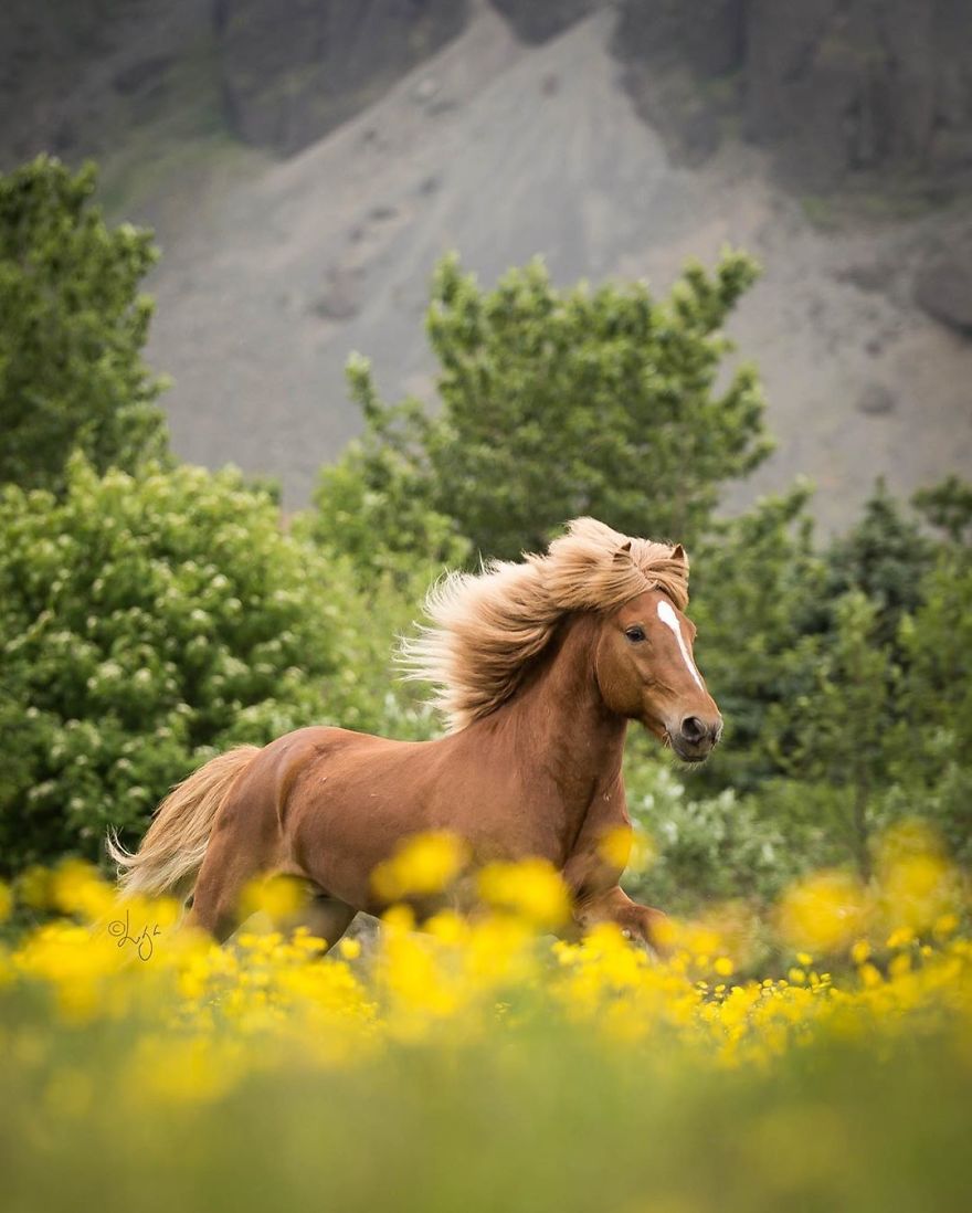 I Photograph Horses In The Breathtaking Icelandic Landscape