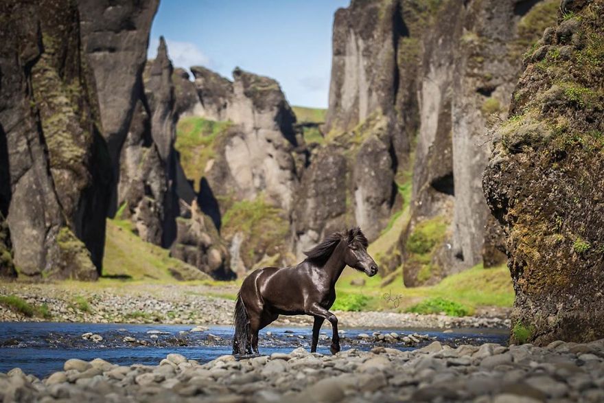 I Photograph Horses In The Breathtaking Icelandic Landscape