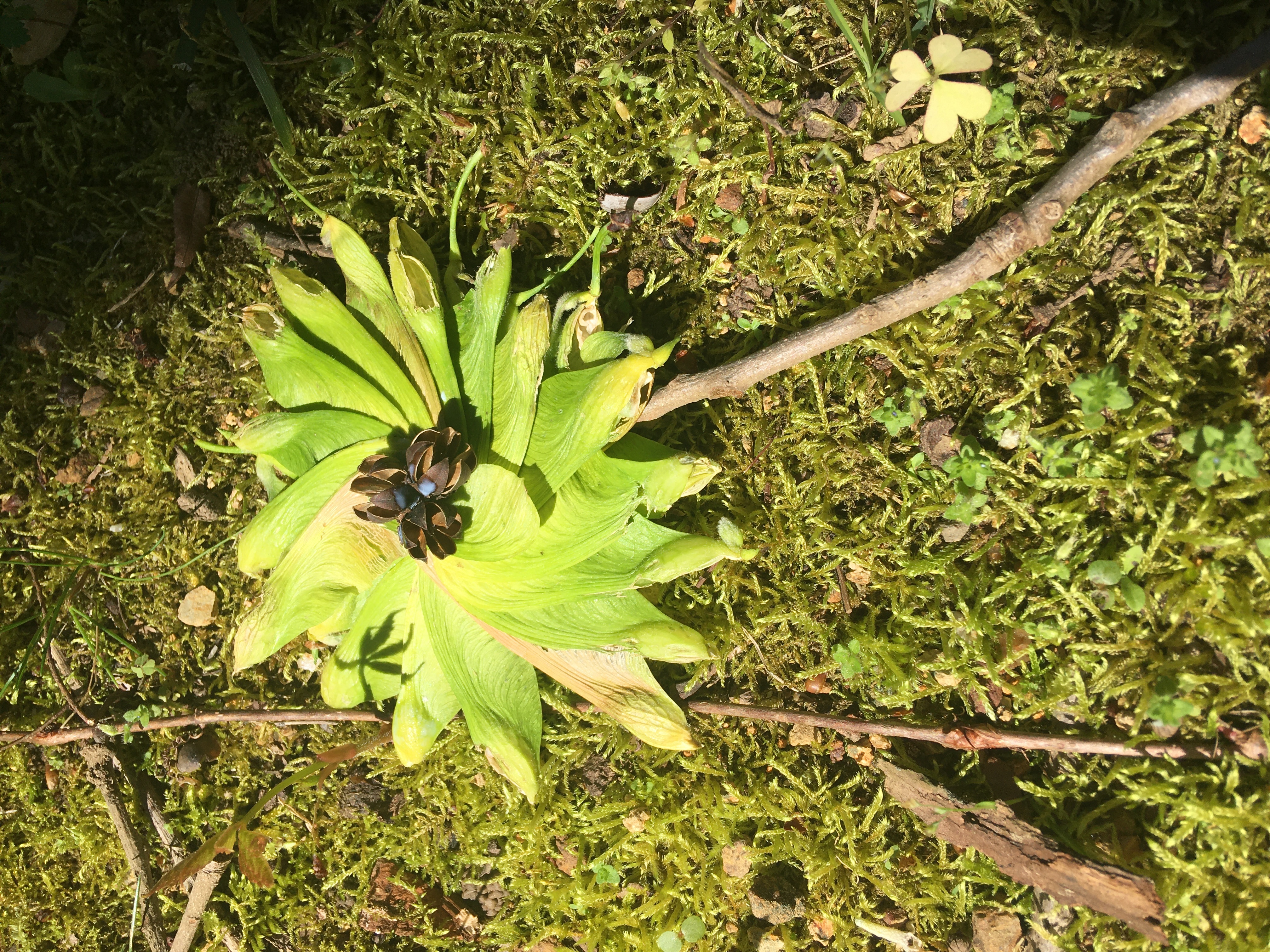 I Made These Art Pieces Out Of Art From My Backyard (Add Your Own!)