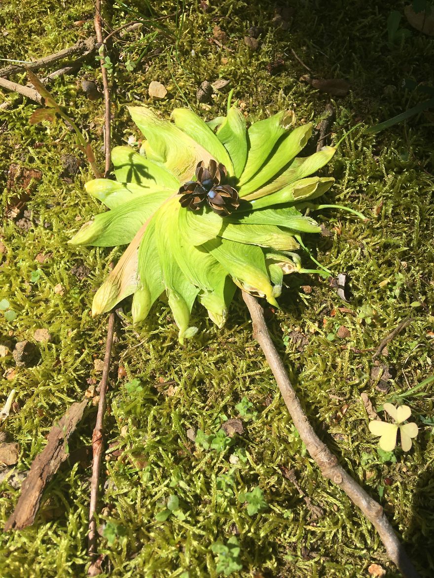 I Made These Art Pieces Out Of Art From My Backyard (Add Your Own!)