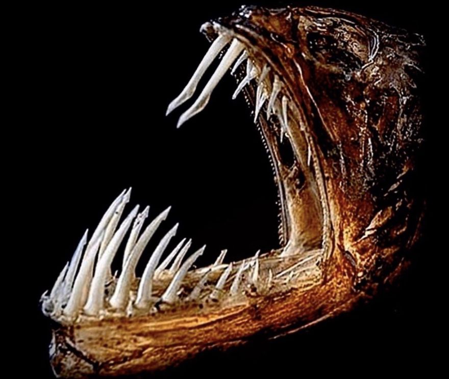 I Taxidermy Deep Sea Fish For Museums I Taxidermy Deep Sea Fish For Museums