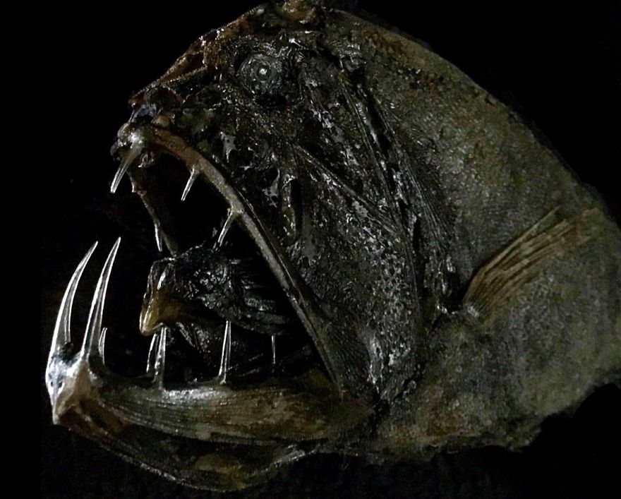 I Taxidermy Deep Sea Fish For Museums I Taxidermy Deep Sea Fish For Museums