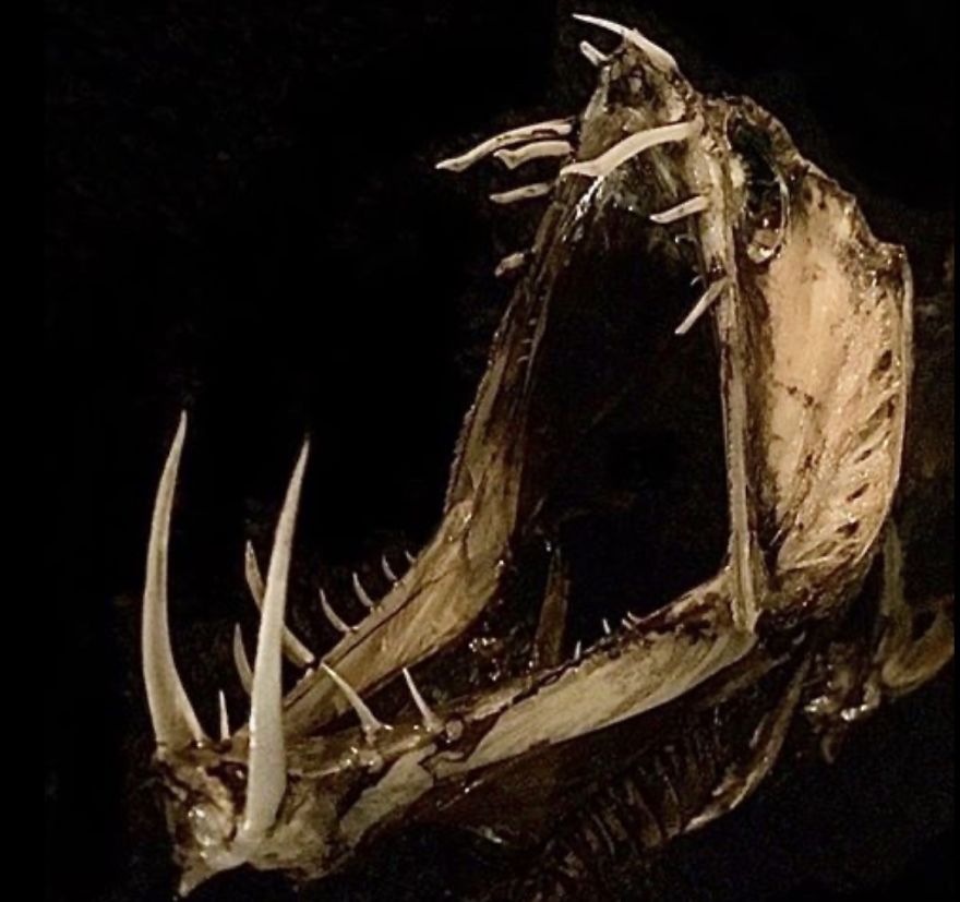 I Taxidermy Deep Sea Fish For Museums I Taxidermy Deep Sea Fish For Museums