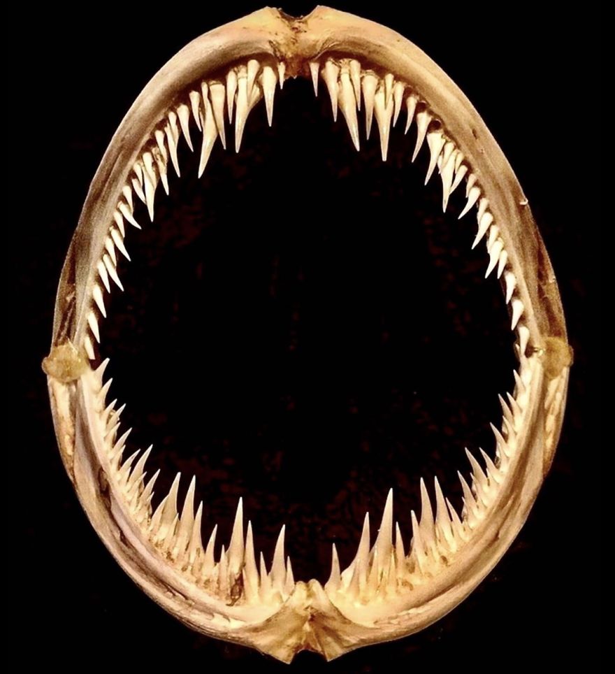 I Taxidermy Deep Sea Fish For Museums I Taxidermy Deep Sea Fish For Museums