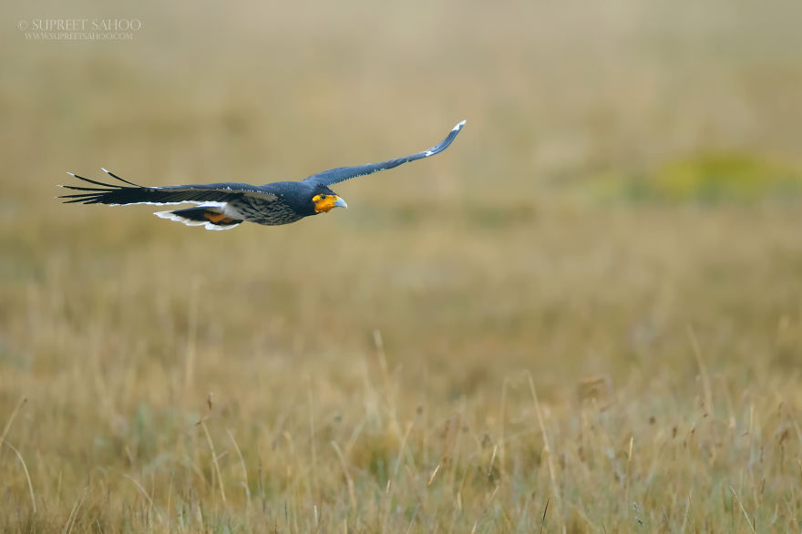 Caranculated Caracara