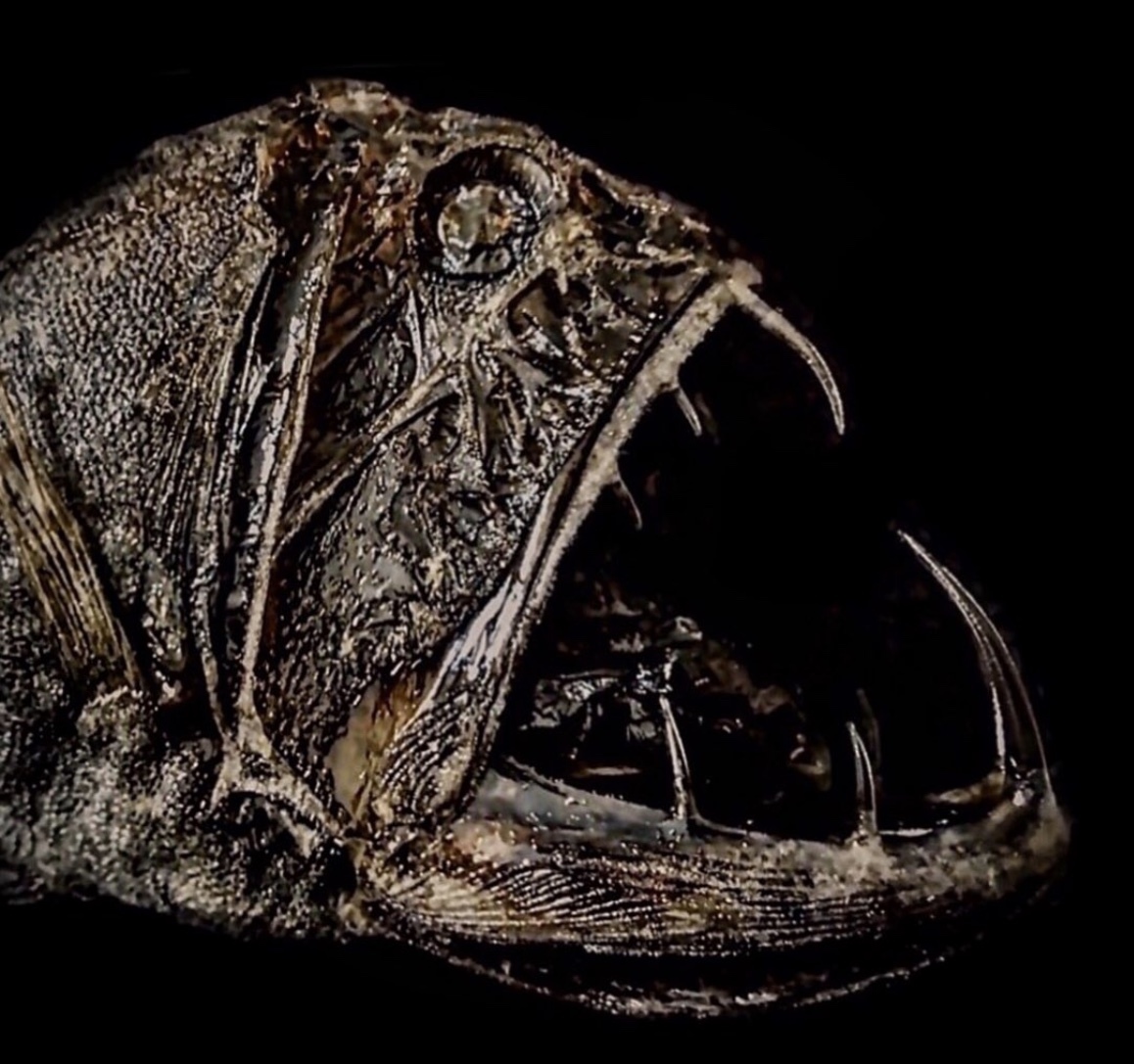I Taxidermy Deep Sea Fish For Museums