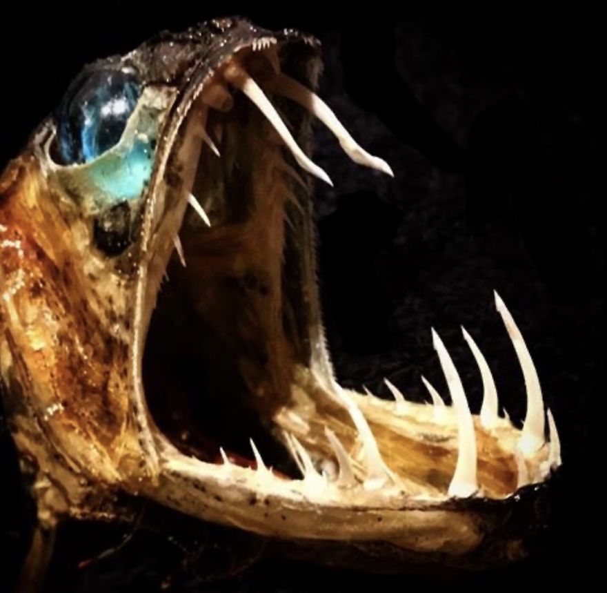 I Taxidermy Deep Sea Fish For Museums I Taxidermy Deep Sea Fish For Museums