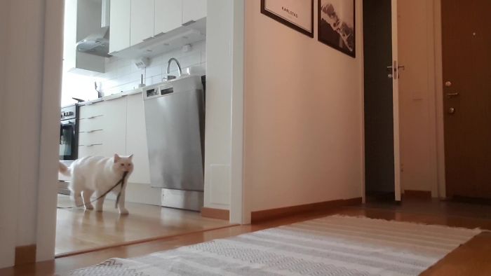 “Left My Cat Alone With A Camera For 30 Minutes And Now I Can Never Leave Again” “Left My Cat Alone With A Camera For 30 Minutes And Now I Can Never Leave Again”