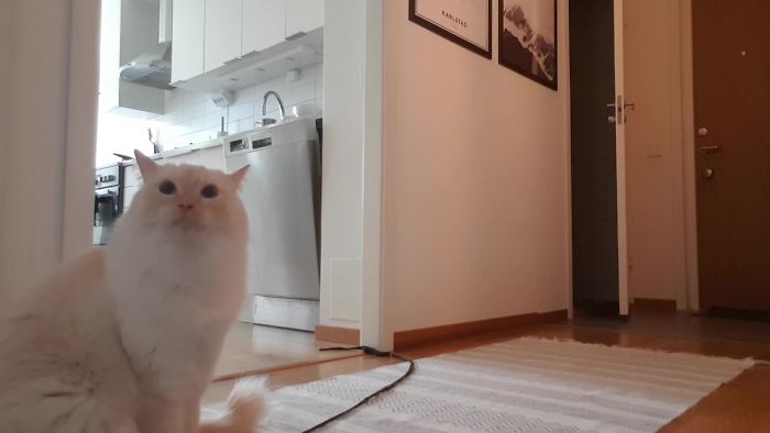 “Left My Cat Alone With A Camera For 30 Minutes And Now I Can Never Leave Again” “Left My Cat Alone With A Camera For 30 Minutes And Now I Can Never Leave Again”