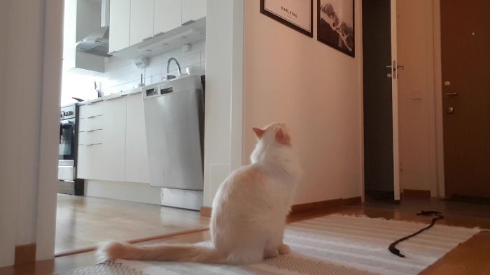 “Left My Cat Alone With A Camera For 30 Minutes And Now I Can Never Leave Again” “Left My Cat Alone With A Camera For 30 Minutes And Now I Can Never Leave Again”