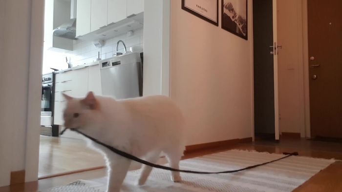 “Left My Cat Alone With A Camera For 30 Minutes And Now I Can Never Leave Again” “Left My Cat Alone With A Camera For 30 Minutes And Now I Can Never Leave Again”