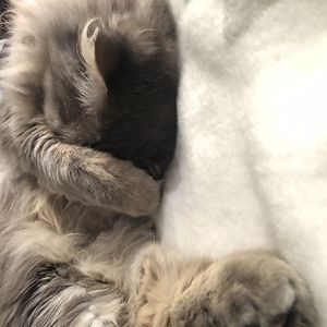 charles_d_botton avatar