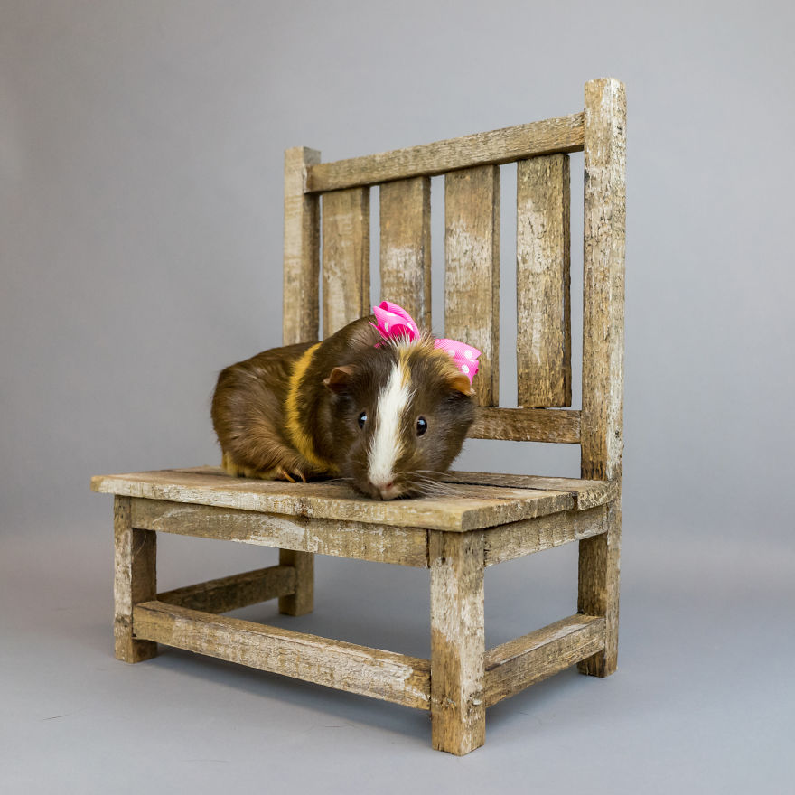 I Love To Dress Up Adobtable Pets!