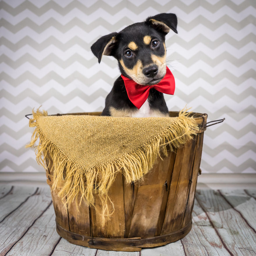 I Love To Dress Up Adobtable Pets!