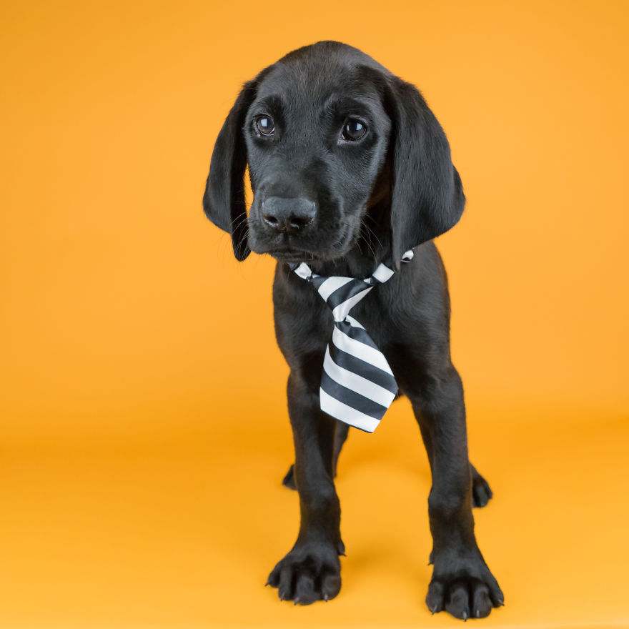 I Love To Dress Up Adobtable Pets!