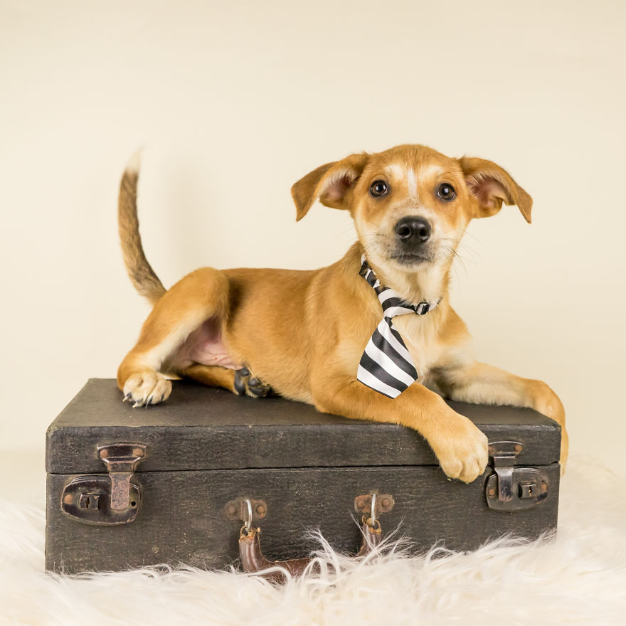 I Love To Dress Up Adobtable Pets!