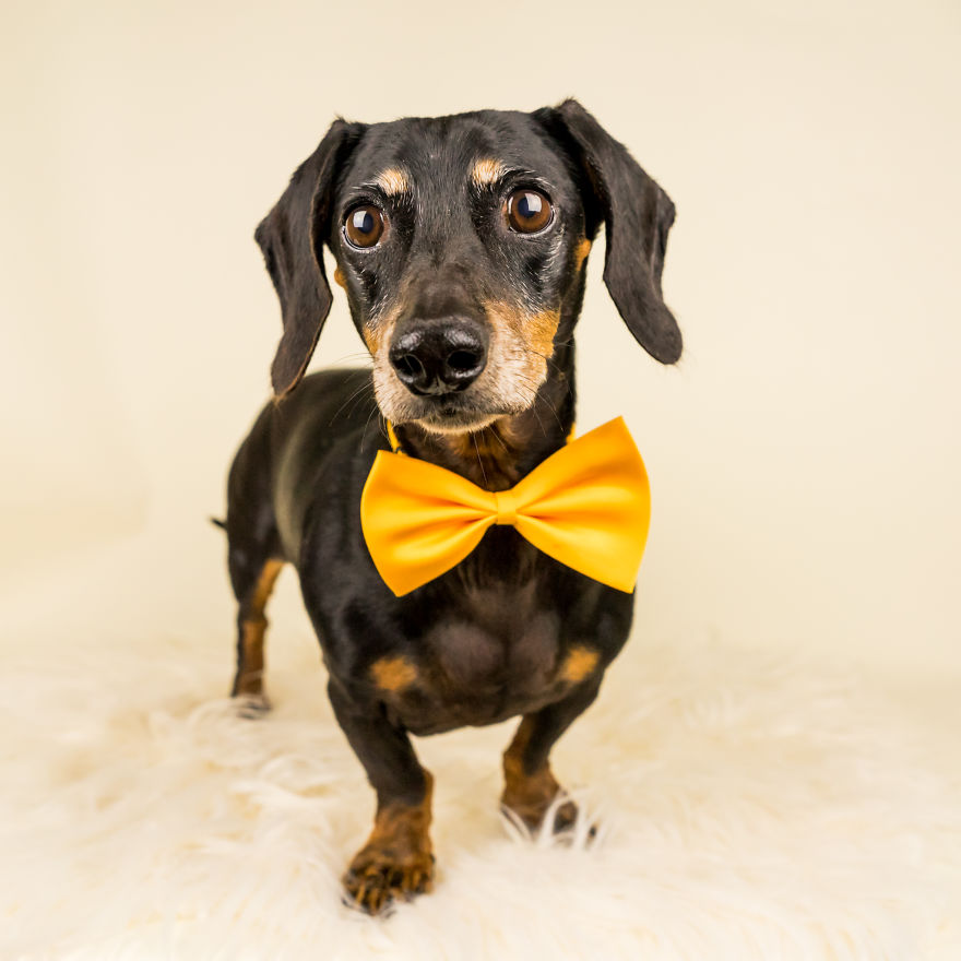 I Love To Dress Up Adobtable Pets!