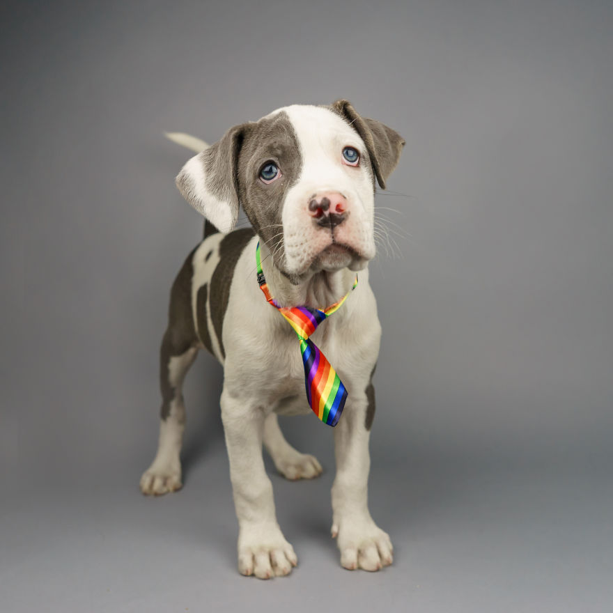 I Love To Dress Up Adobtable Pets!