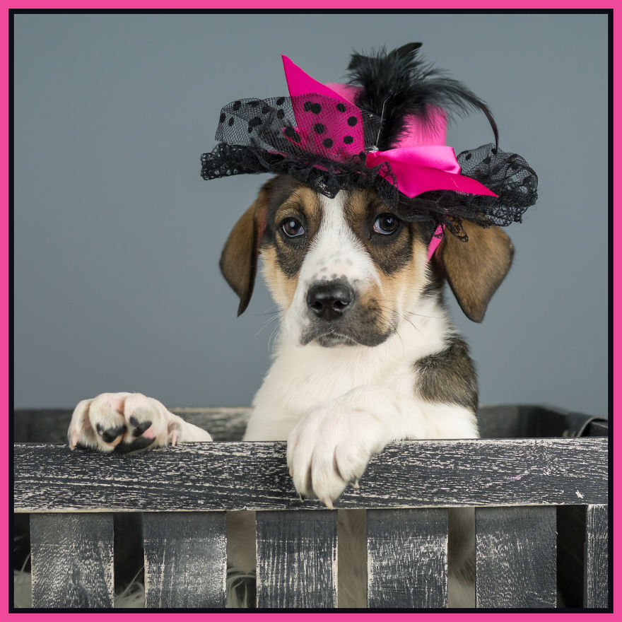 I Love To Dress Up Adobtable Pets!