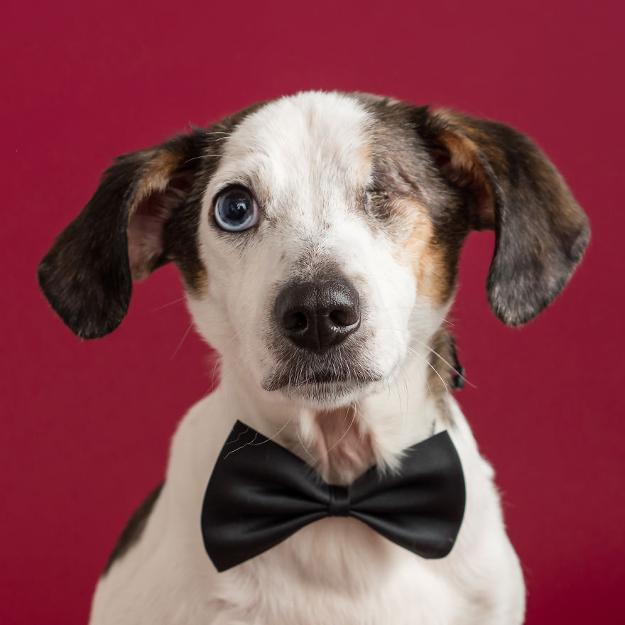 I Love To Dress Up Adobtable Pets!