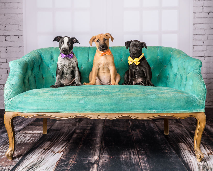 I Love To Dress Up Adobtable Pets!