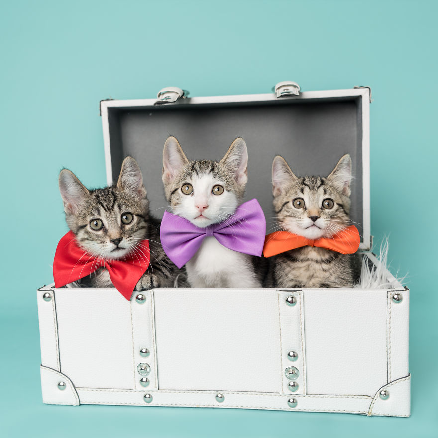 I Love To Dress Up Adobtable Pets!