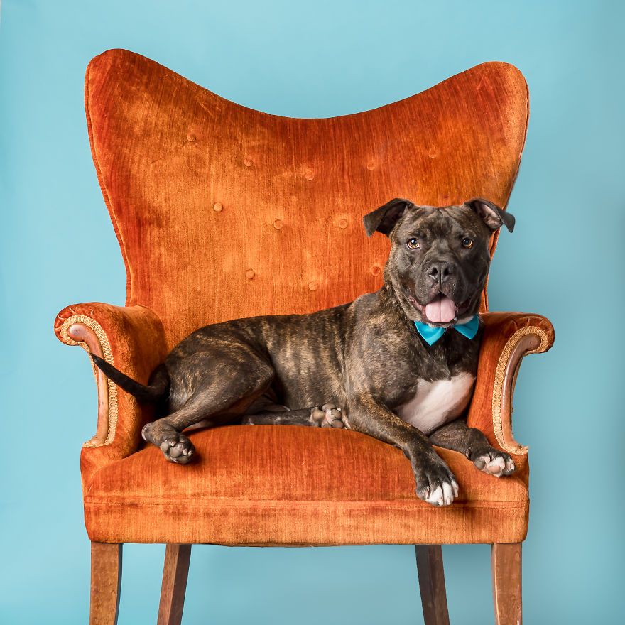 I Love To Dress Up Adobtable Pets!