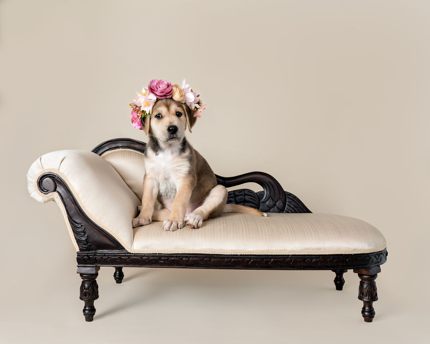 I Love To Dress Up Adobtable Pets!