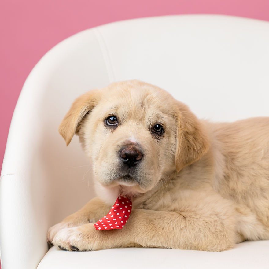 I Love To Dress Up Adobtable Pets!