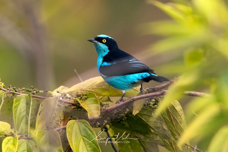 Black-Faced Dacnis