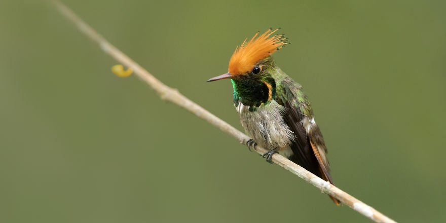 Rufous-Crested Coquette