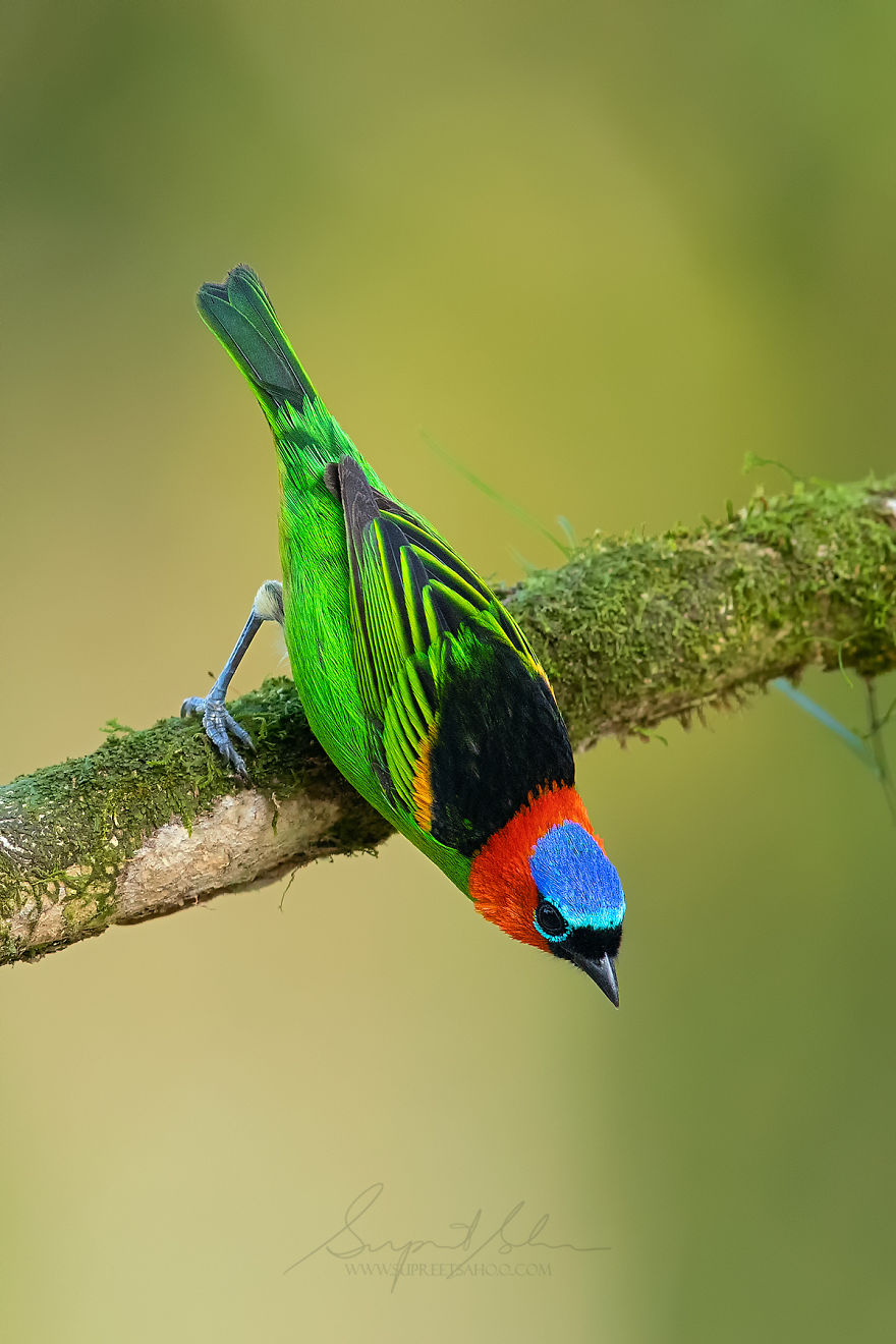 Red-Necked Tanager