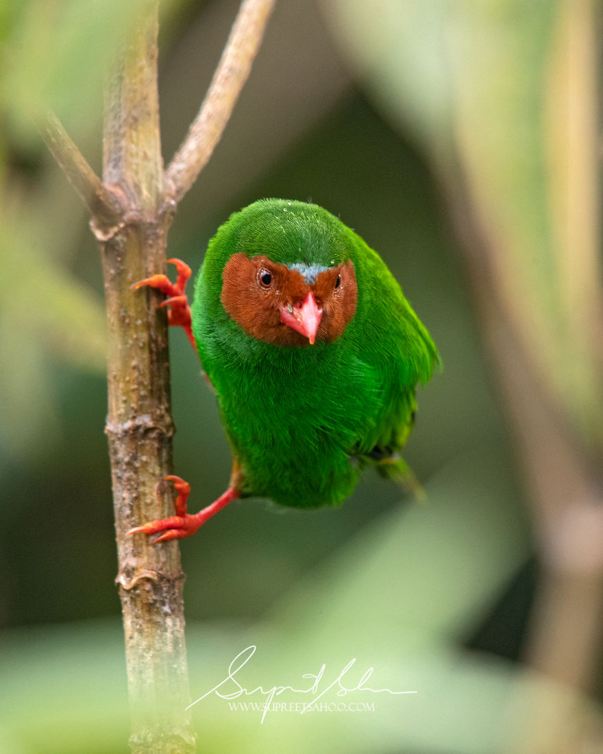 Grass-Green Tanager