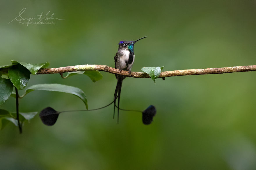 Marvelous Spatuletail