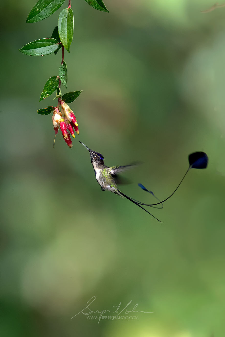 Marvelous Spatuletail Hummingbird